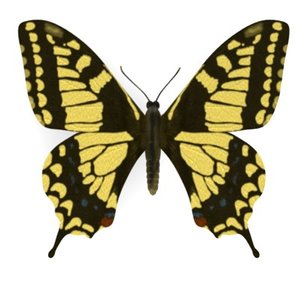 butterfly papilio machalo 3d model