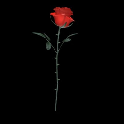 Rose Hotel