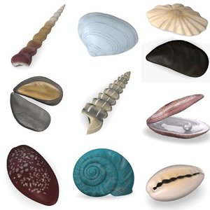 shells 3d model