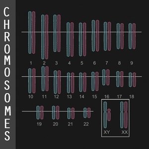human chromosome diagram 3d model
