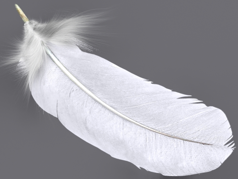 feather plume 3d model