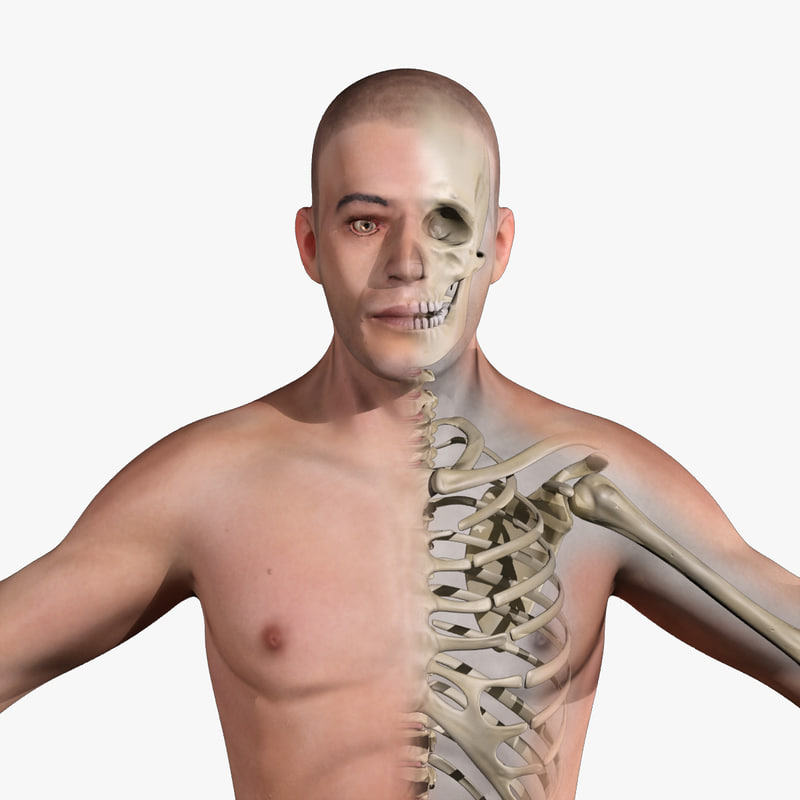 3dsmax human anatomy male skeletal