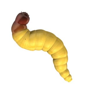 worm 3d model