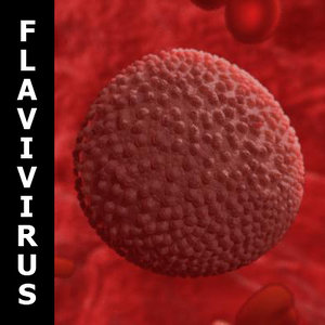 flavivirus virus 3d model