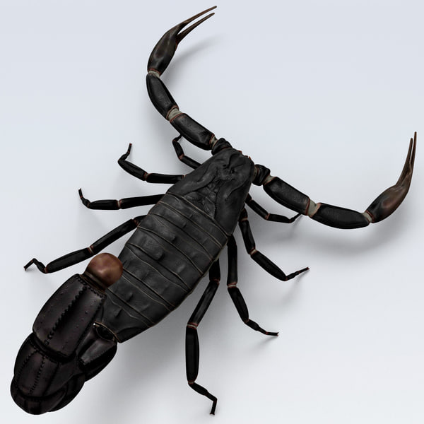 Scorpion Black 3d Model 2975