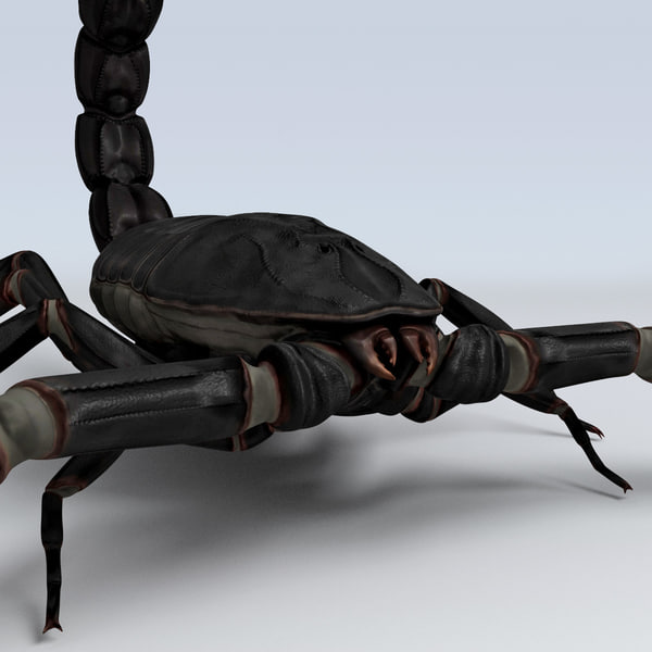 Scorpion Black 3d Model 5903