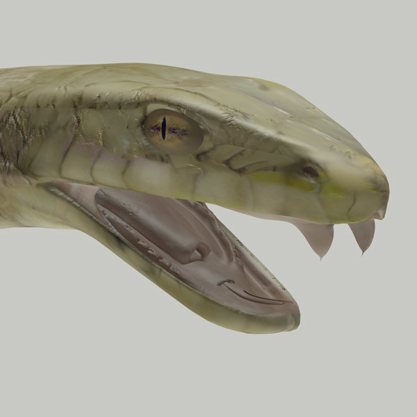 Cobra Snake 3d Max