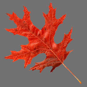 3d oak leaf model