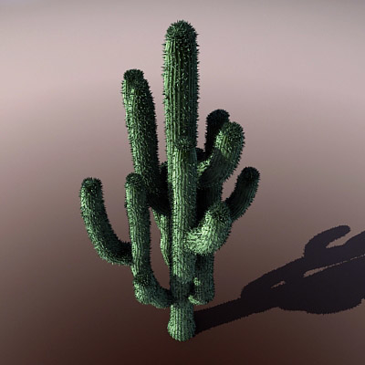 desert cactus saguaro