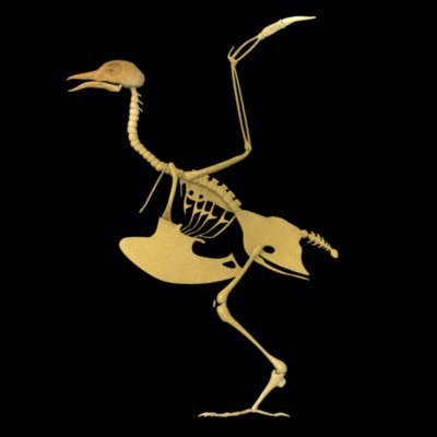 realistic bird skeleton 3d model