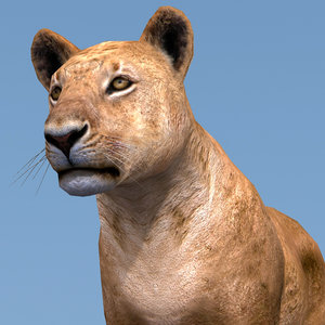 3d model lion lioness