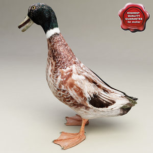 duck modelled 3d max