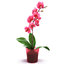 realistic orchid flower red rose 3d 3ds