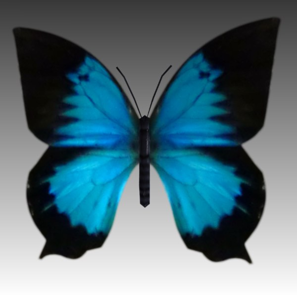 Download 3d Blue Butterfly Fly Model