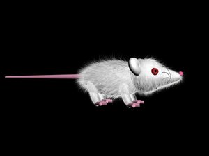 free white mouse 3d model