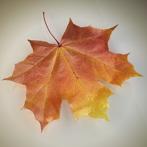 realistic autumn leaf max