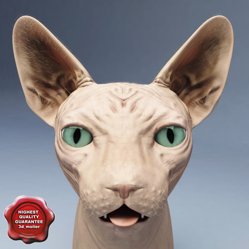 sphynx cat 3d obj 