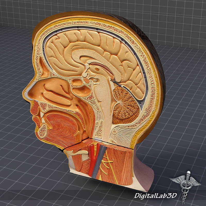 modèle 3D de Anatomie de la tête humaine - TurboSquid 559301