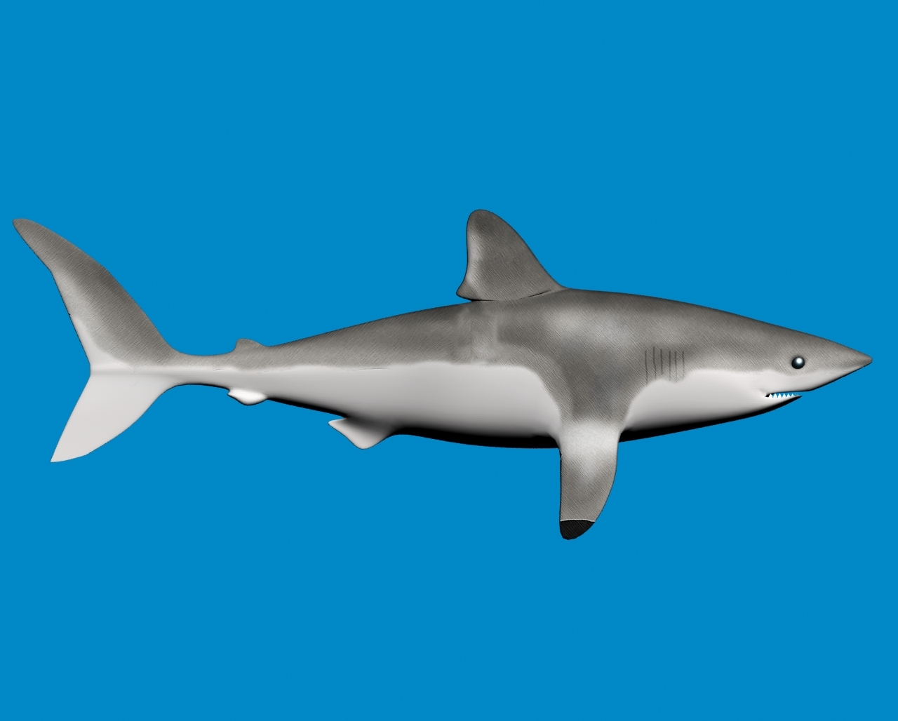porbeagle鲨鱼3d模型