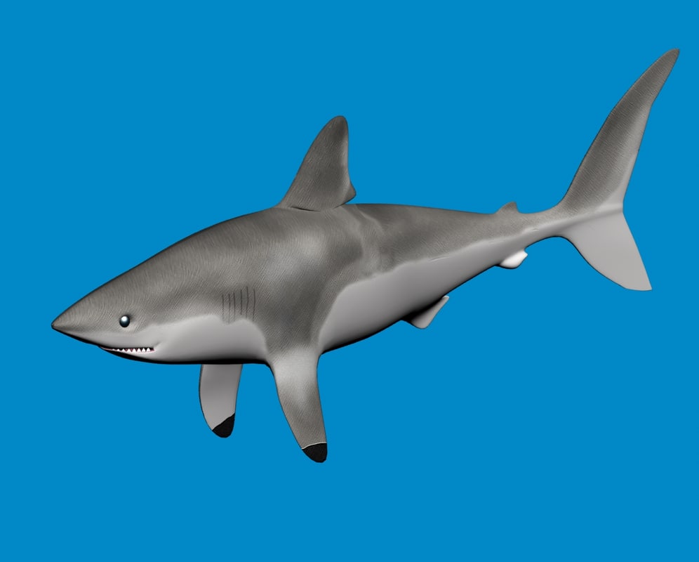 porbeagle鲨鱼3d模型