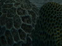 Coral detailed