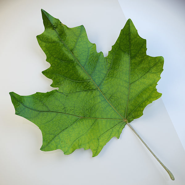 3d model realistic autumn leaves leaf
