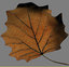 3d model realistic autumn leaves leaf