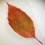 3d model realistic autumn leaves leaf