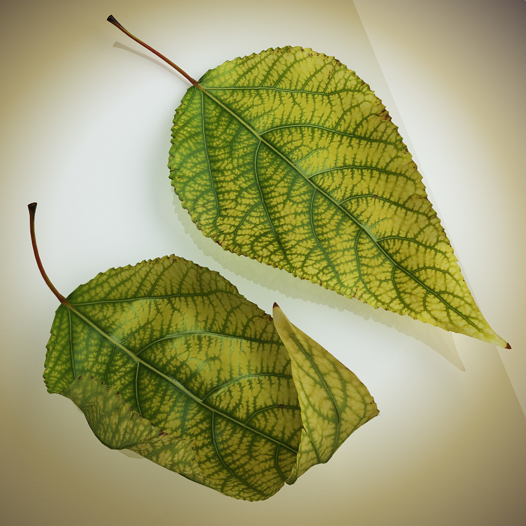 3d model realistic autumn leaves leaf