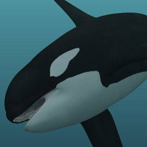 3d photorealistic killer whale