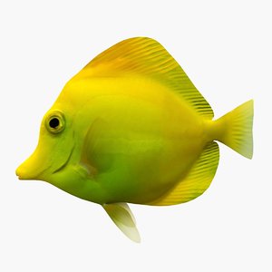 3dsmax yellow tang fish