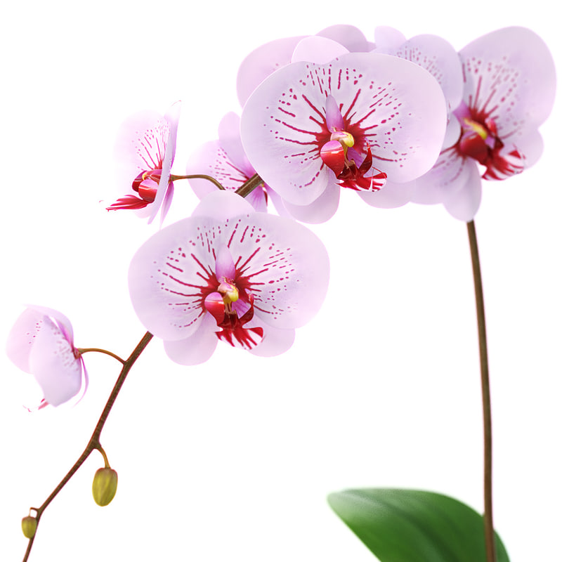 realistic orchid flower 3d model