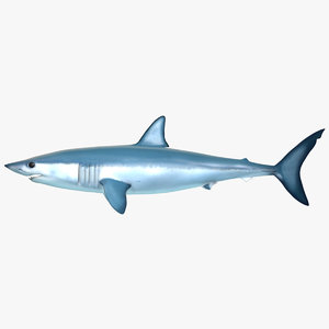 3d shark modeled