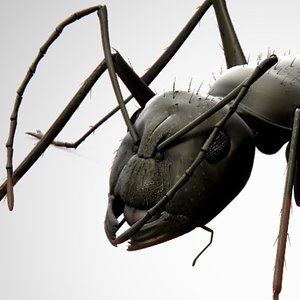 3d model ant