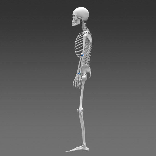 poseable 3d model online