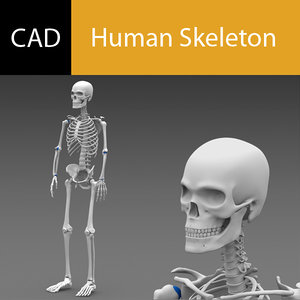 3d model poseable human skeleton cad