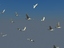 3d realistic flying bird flock