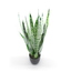 potted houseplant sansevieria plant max