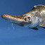 3d model fishs v3