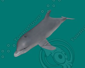 3d model dolphin fish