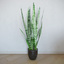 potted houseplant sansevieria plant max
