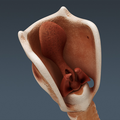 3ds max human larynx - anatomy