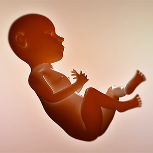 3d model of fetus animate rigged