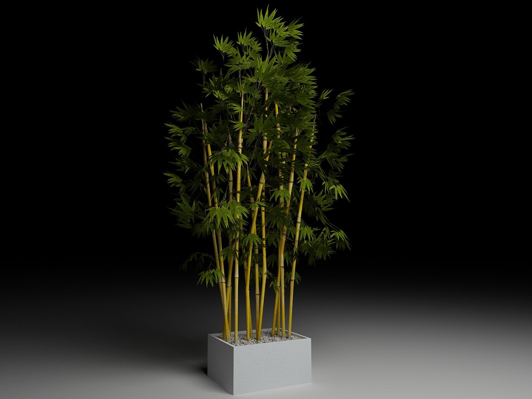 bamboo plant 3d model