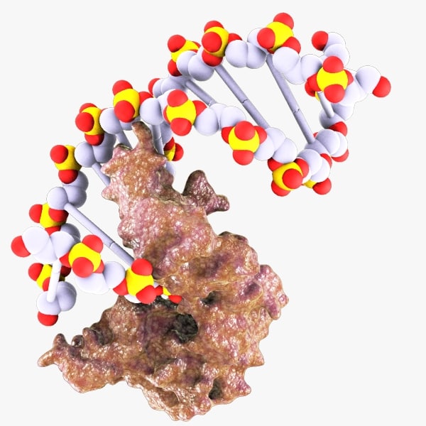 3d model dna ligase protein