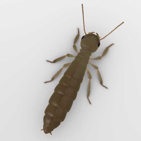 3ds max termite reproductive