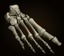 foot bones 3d model
