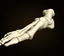 foot bones 3d model