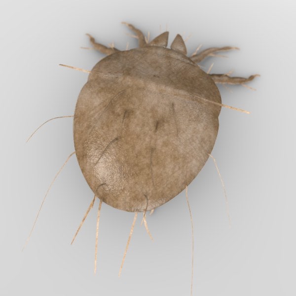 sarcoptes scabiei mite 3d model