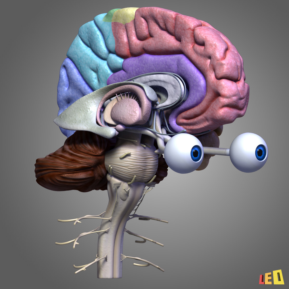 3d max human brain